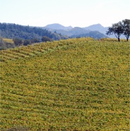 Vineyard in Napa Valley, CA