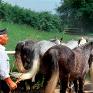 Austrian horse rancher